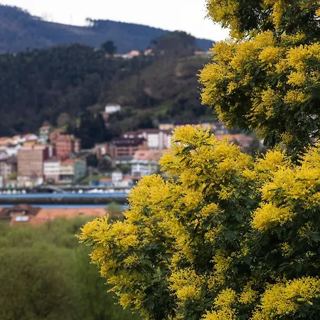 Mimosas Del Nalon